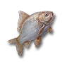 食物：鲫鱼
