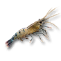 沼虾