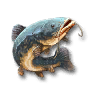 鲶鱼