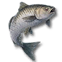 青鱼